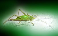 Insekten Wahrheiten jetzt! Sintflut - Mythos Insektenarten RELIGION